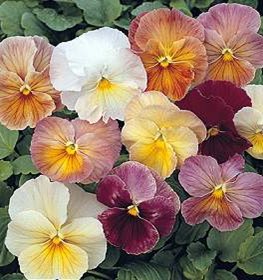 Imperial Antique Shades pansies