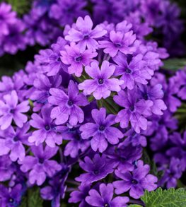 Superbena® Cobalt™ verbena