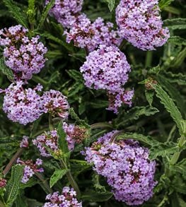 Meteor Shower® Verbena bonariensis