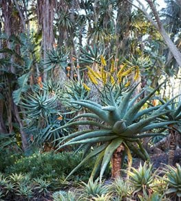 Mountain Aloe, Aloe Marlothii
Garden Design
Calimesa, CA
