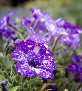 Night Sky Petunia, Speckled Petunia
Shutterstock.com
New York, NY
