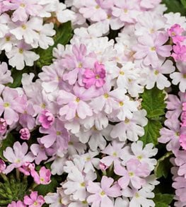Superbena® Pink Cashmere™ verbena