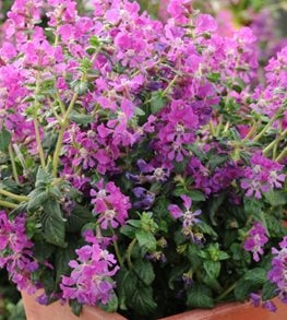 How to Grow Cuphea | Garden Design