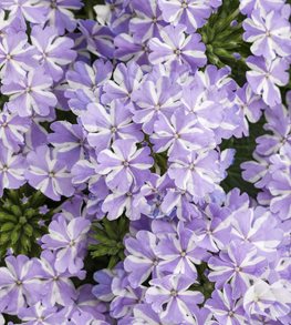 Superbena® Stormburst verbena