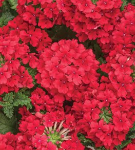 Superbena® Red verbena