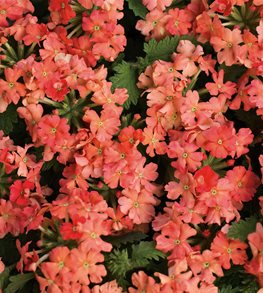 Superbena Royale® Peachy Keen verbena