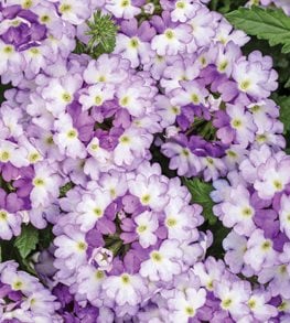 Superbena Sparkling® Amethyst verbena
