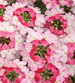 Superbena Sparkling® Rosé verbena