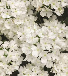 Superbena® Whiteout™ verbena
