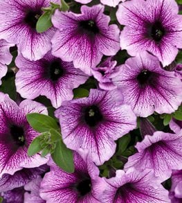 Supertunia, Bordeaux, Purple Petunia
Proven Winners
Sycamore, IL
