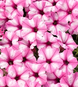 Supertunia Mini Vista Pink Star, Pink And White Petunia
Proven Winners
Sycamore, IL