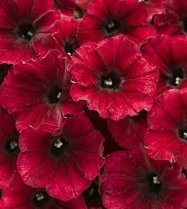 Supertunia, Red Petunia, Black Cherry
Proven Winners
Sycamore, IL
