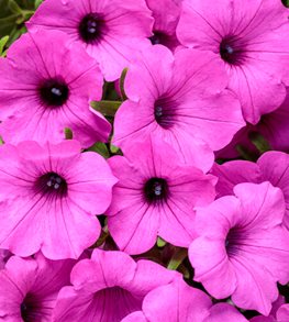 Supertunia Vista Jazzberry, Petunia Hybrid, Pink Petunia
Proven Winners
Sycamore, IL