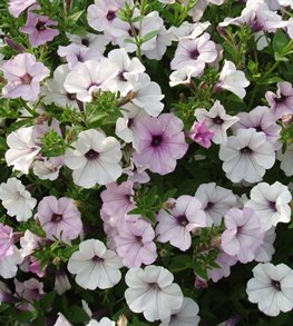 Tidal Wave, Silver Petunia
All-America Selections
Downers Grove, IL