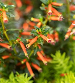 Vermillionaire Large Firecracker cuphea