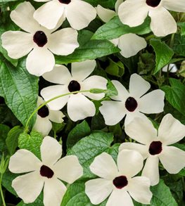 COCONUT A-PEEL THUNBERGIA ALATA