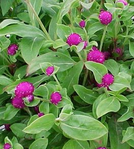 BUDDY PURPLE GLOBE AMARANTH