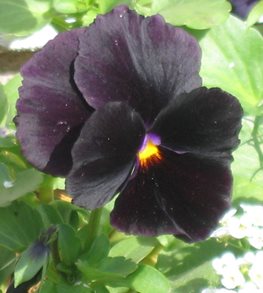 Atlas Black pansy