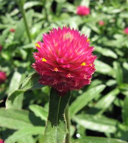 QIS CARMINE GLOBE AMARANTH