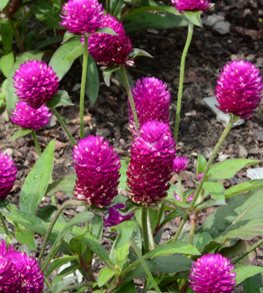 PING PONG PURPLE GLOBE AMARANTH