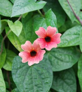 BLUSHING SUSIE BLACK-EYED SUSAN VINE