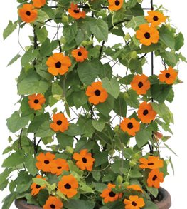 ORANGE A-PEEL THUNBERGIA ALATA