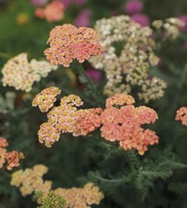 FIREFLY PEACH SKY YARROW
