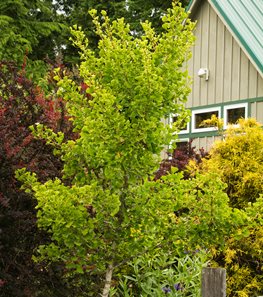 Berberis Thunbergii
"Dream Team's" Portland Garden
Garden Design
Calimesa, CA