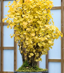 Bonsai, Biloba
"Dream Team's" Portland Garden
Garden Design
Calimesa, CA