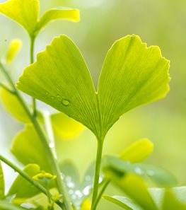 Leaves, Ginkgo
"Dream Team's" Portland Garden
Garden Design
Calimesa, CA