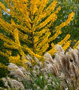 Miscanthus Sinesis
"Dream Team's" Portland Garden
Garden Design
Calimesa, CA