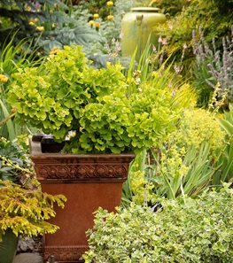 Troll, Biloba
"Dream Team's" Portland Garden
Garden Design
Calimesa, CA