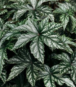 Rex Begonia
