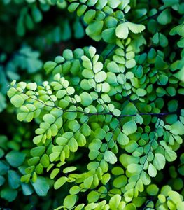 Adiantum venustum - Photo by: Claire Takacs.