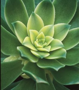 AEONIUM