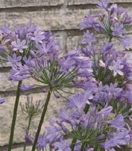 AGAPANTHUS