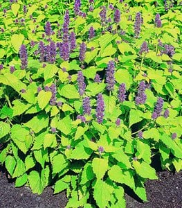 Agastache Golden Jubilee