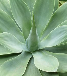 AGAVE