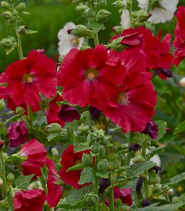 HOLLYHOCK