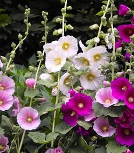 Hollyhock