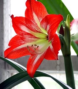 Amaryllis