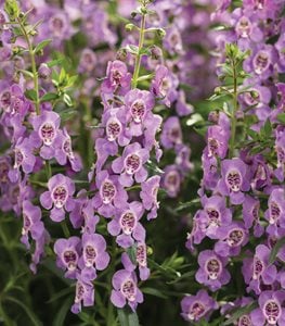 Angelface Steel Blue Angelonia, Angelonia Hybrid, Summer Flower
Proven Winners
Sycamore, IL