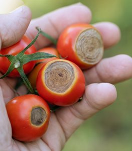 anthracnose tomatoes