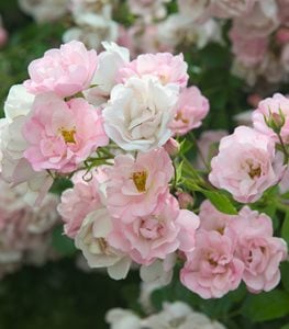 Rosa ‘Flower Carpet’ (landscape rose) - Photo by: Tesselaar Plants.