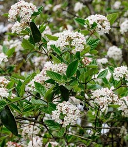 ARROWOOD VIBURNUM