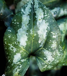 Asarum splendens - Photo by: Claire Takacs.
