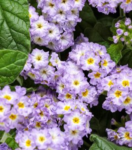 Augusta™ Lavender heliotrope