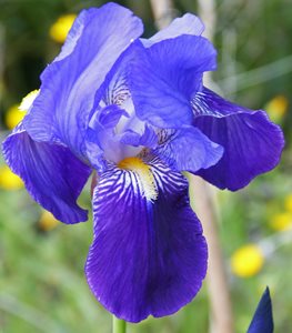 Bearded Iris