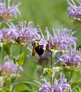 BEE BALM