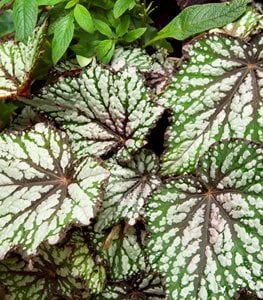 Begonia leaves